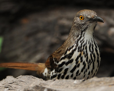 LONG-BILLED THRASHER