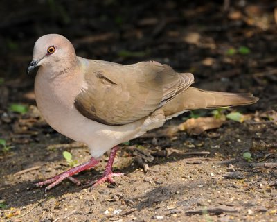 WHITE-TIPPED DOVE