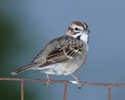 LARK SPARROW