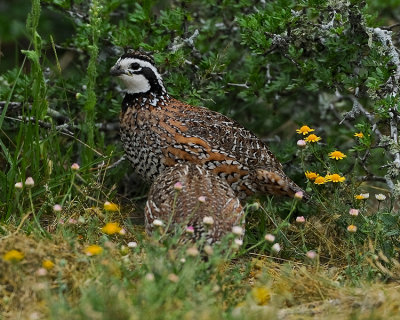 NORTHERN BOBWHITE