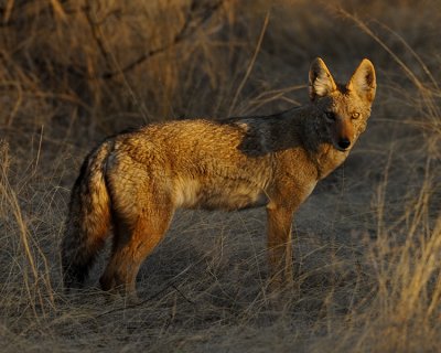 COYOTE IN BIG BEND NATIONAL PARK