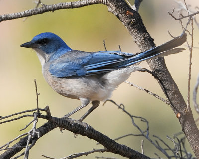 MEXICAN JAY