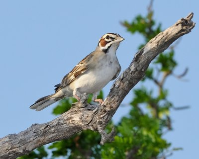 LARK SPARROW