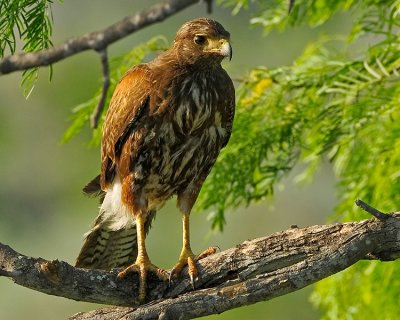 HARRIS'S HAWK