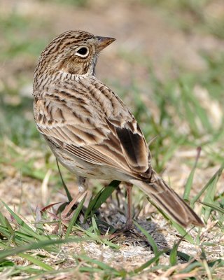 VESPER SPARROW