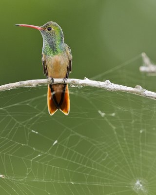 BUFF-BELLIED HUMMINGBIRD