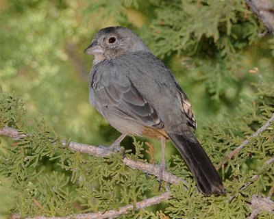 CANYON TOWHEE