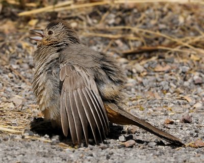 CANYON TOWHEE