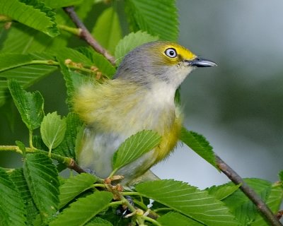 WHITE-EYED VIREO