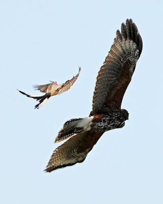 HARRIS'S HAWK HARASSED BY A SCISSOR-TAILED FLYCATCHER