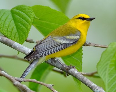 BLUE-WINGED WARBLER