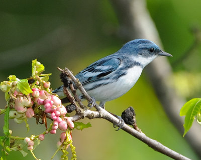 CERULEAN WARBLER