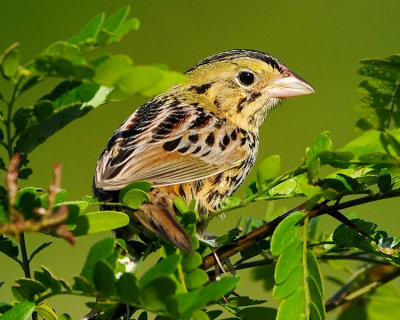 HENSLOW'S SPARROW