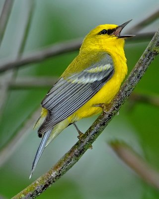 BLUE-WINGED WARBLER