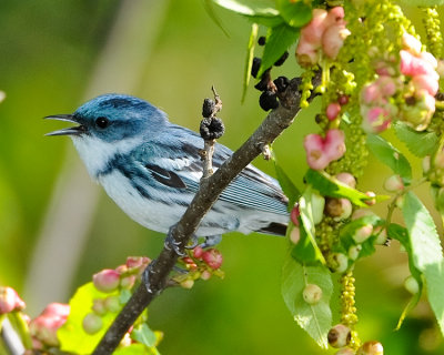CERULEAN WARBLER