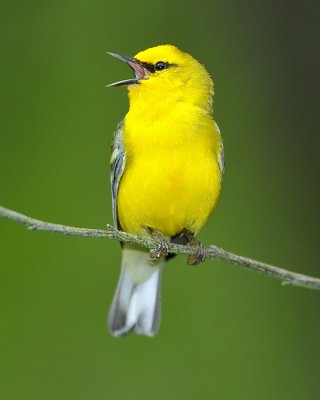 BLUE-WINGED WARBLER