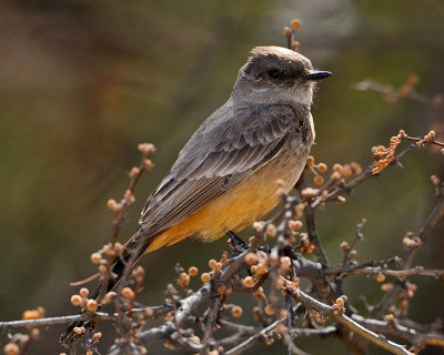 SAY'S PHOEBE