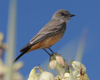 SAY'S PHOEBE