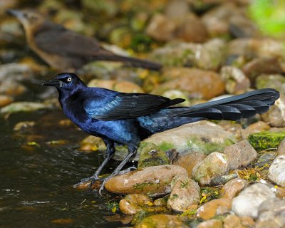 GREAT-TAILED GRACKLE