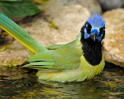 GREEN JAY