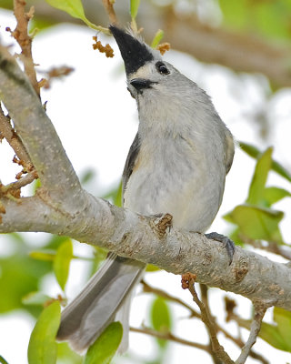 BLACK-CRESTED TITMOUSE