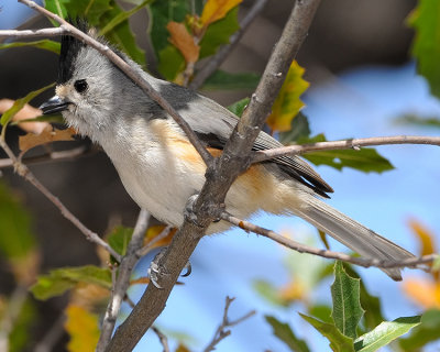 BLACK-CRESTED TITMOUSE