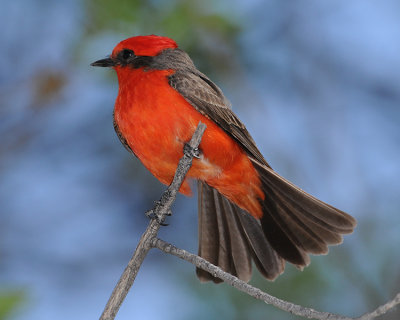 VERMILION FLYCATCHER