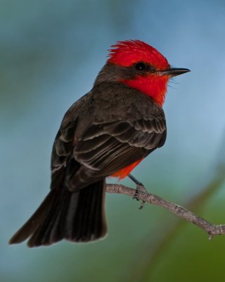 VERMILION FLYCATCHER