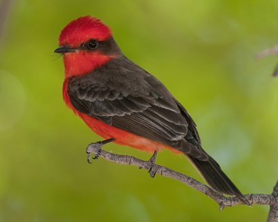 VERMILION FLYCATCHER