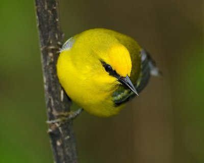 BLUE-WINGED WARBLER