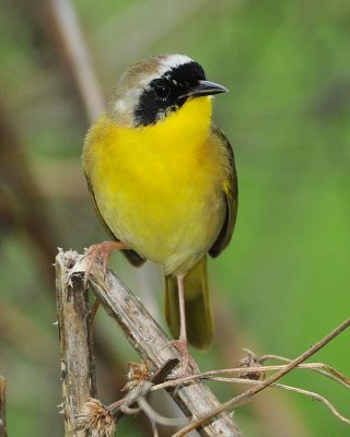 COMMON YELLOWTHROAT