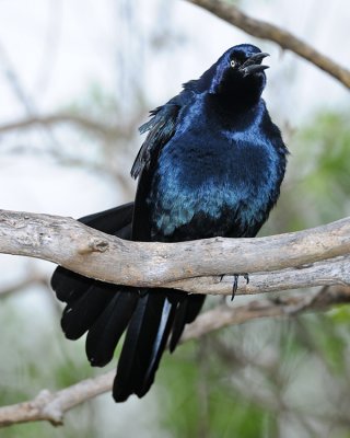 GREAT-TAILED GRACKLE