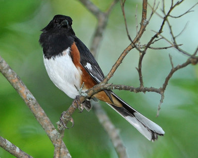 EASTERN TOWHEE