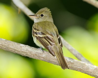 ACADIAN FLYCATCHER