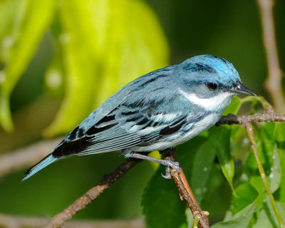 CERULEAN WARBLER