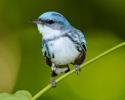 CERULEAN WARBLER