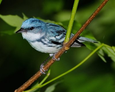 CERULEAN WARBLER