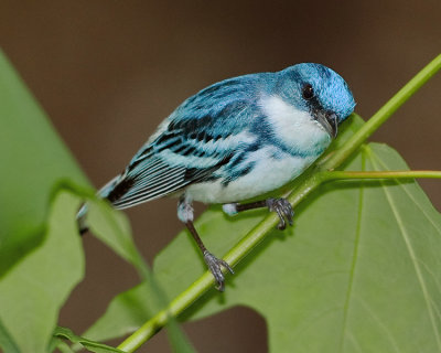 CERULEAN WARBLER