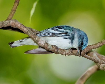 CERULEAN WARBLER
