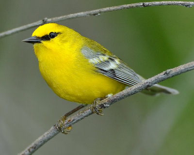 BLUE-WINGED WARBLER