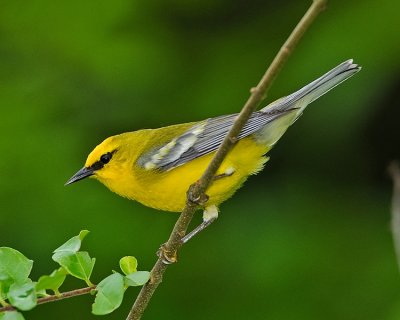 BLUE-WINGED WARBLER