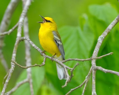 BLUE-WINGED WARBLER