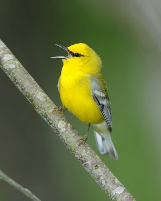 BLUE-WINGED WARBLER
