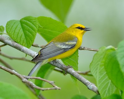 BLUE-WINGED WARBLER