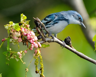 CERULEAN WARBLER