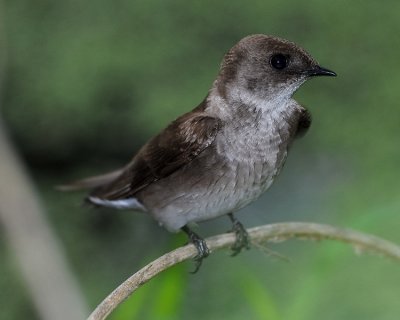 NORTHERN ROUGH-WINGED SWALLOW