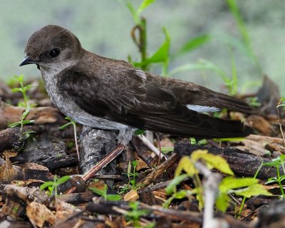 NORTHERN ROUGH-WINGED SWALLOW