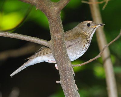 GRAY-CHEEKED THRUSH