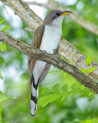 YELLOW-BILLED CUCKOO