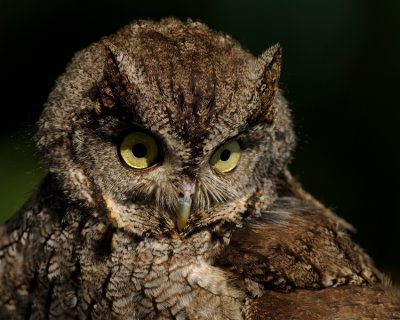 EASTERN SCREECH-OWL